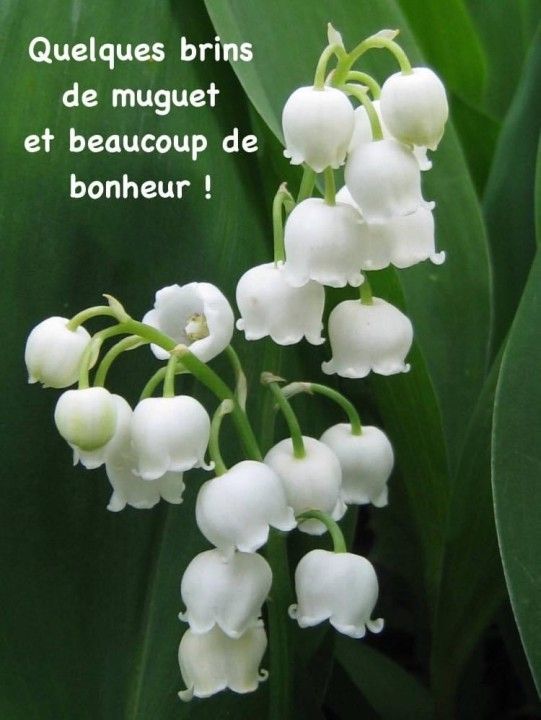 Bert  Officiel